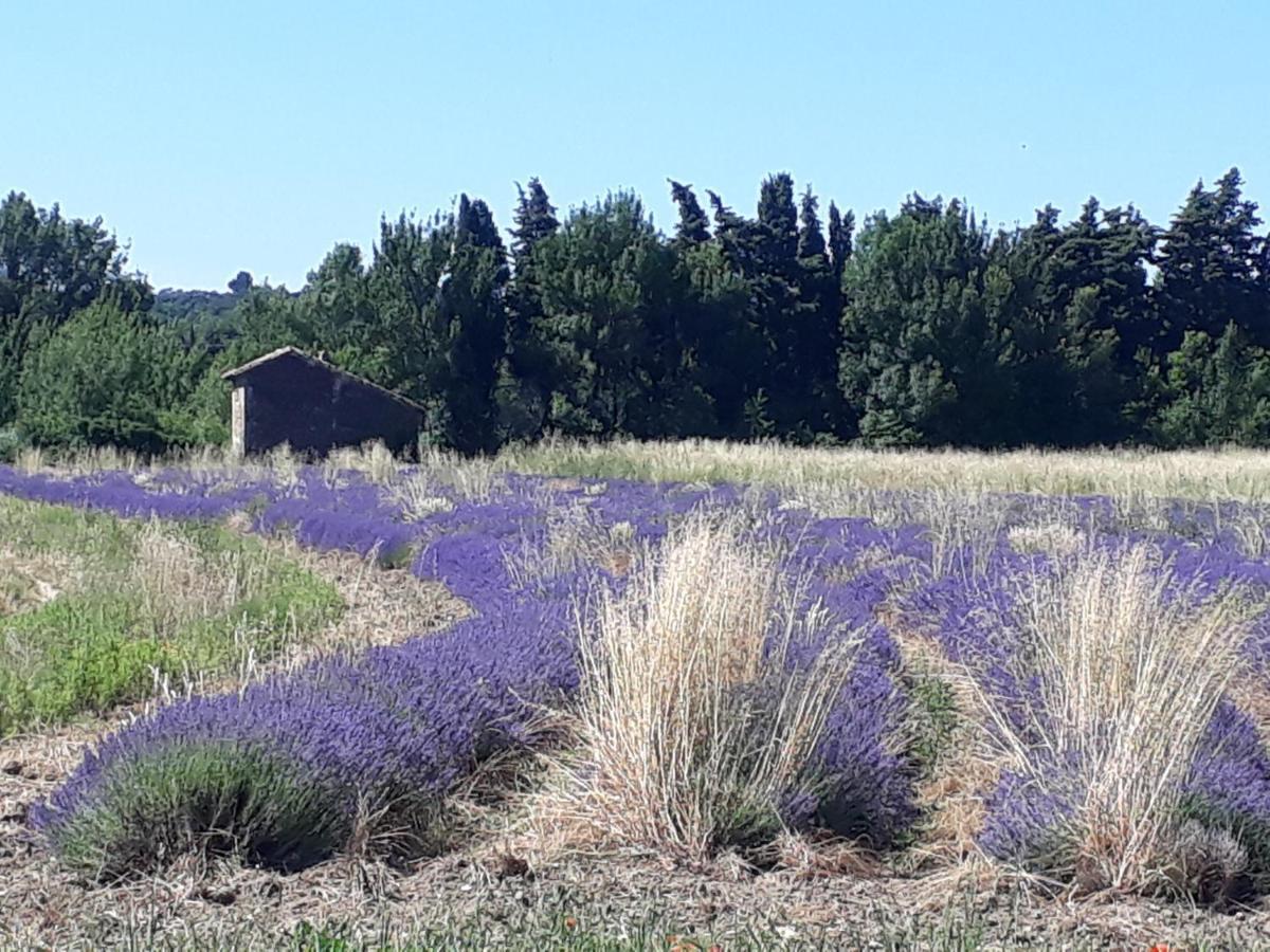 La Petite Maison Dans Les Vignes Chamaret Extérieur photo
